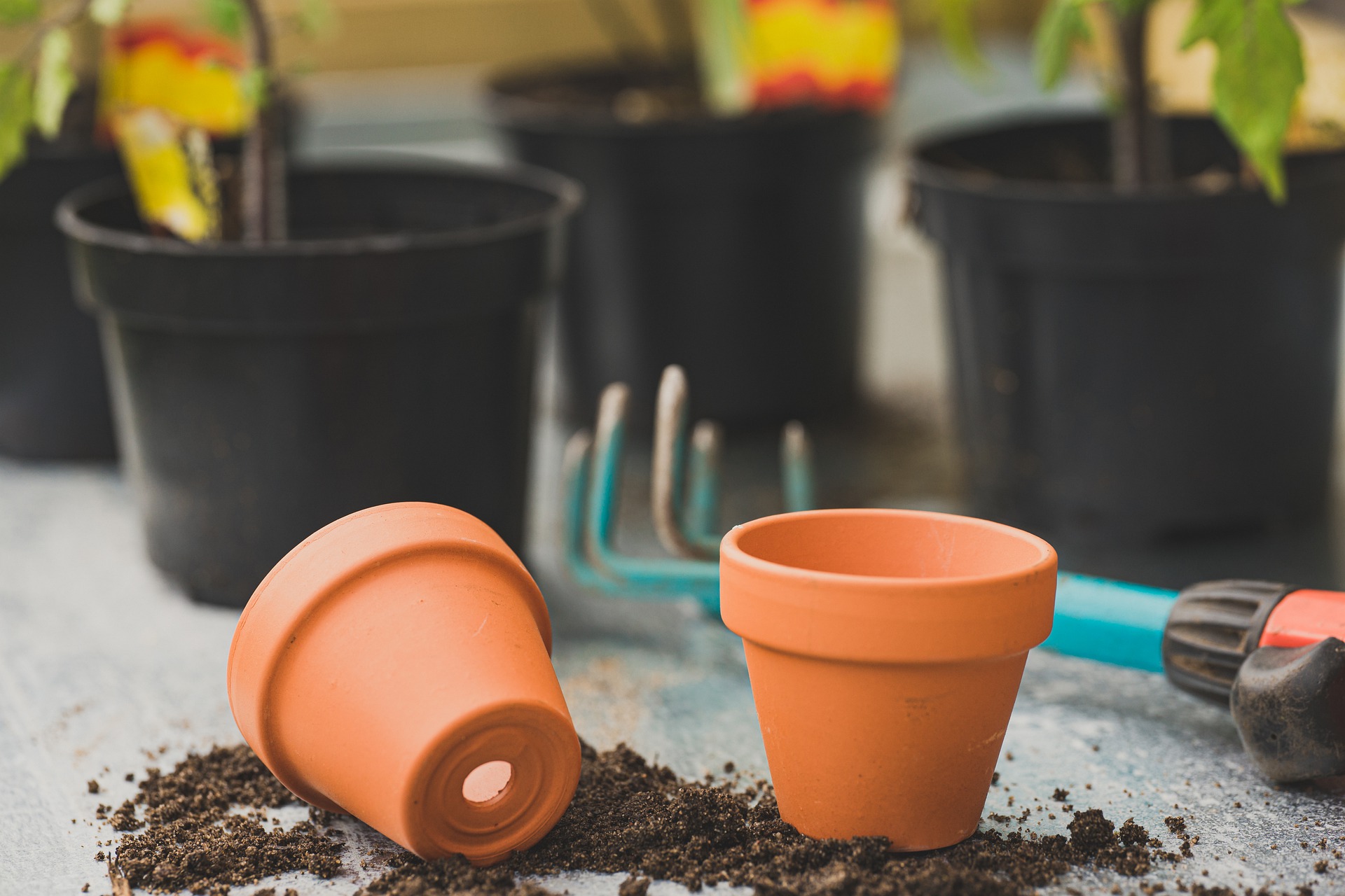 Gardening on sale in pots